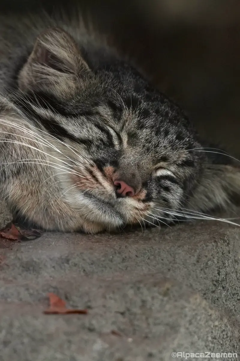 Фотография Мей в Царстве Животных Кобе