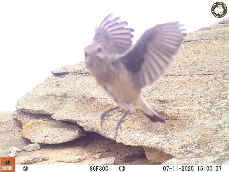 Фотография с манулом с фотоловушки Бектауата 1