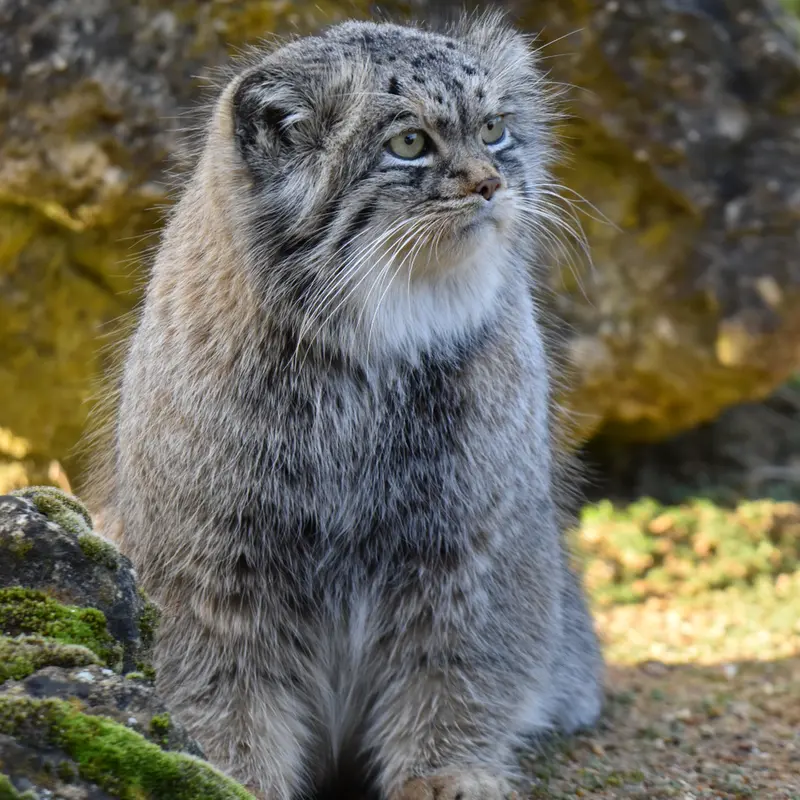Фотография Атлана в Парке диких животных Порт-Лимпн