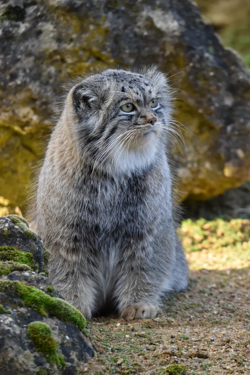 Фотография Атлана в Парке диких животных Порт-Лимпн