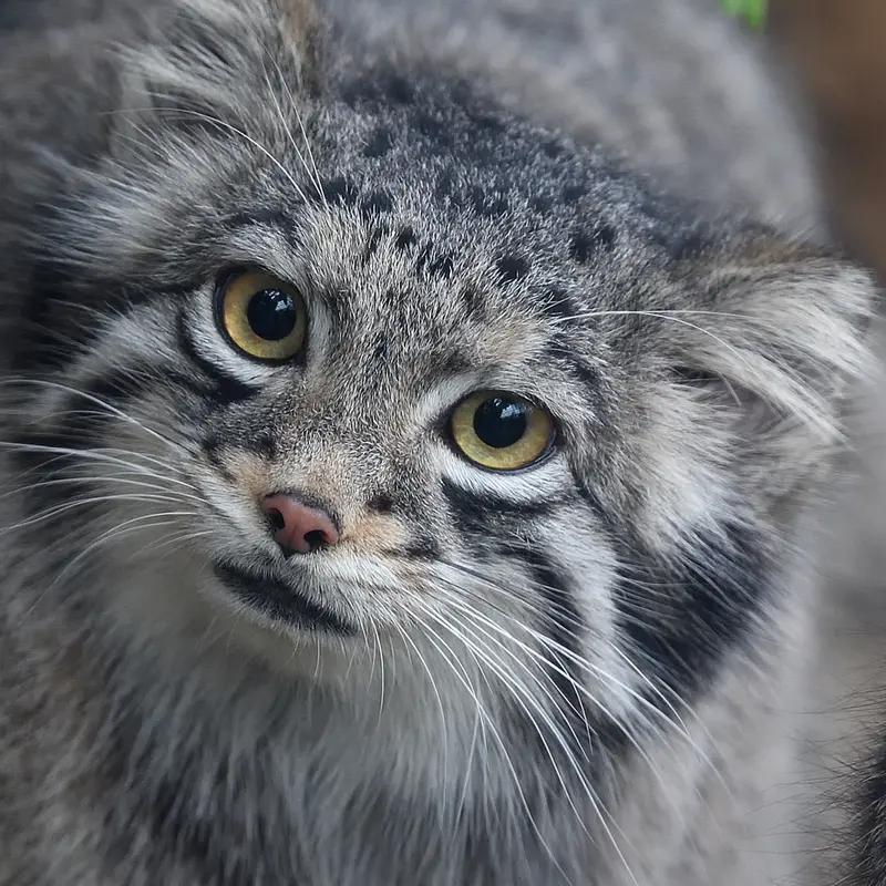 Фотография Ото в Царстве Животных Кобе