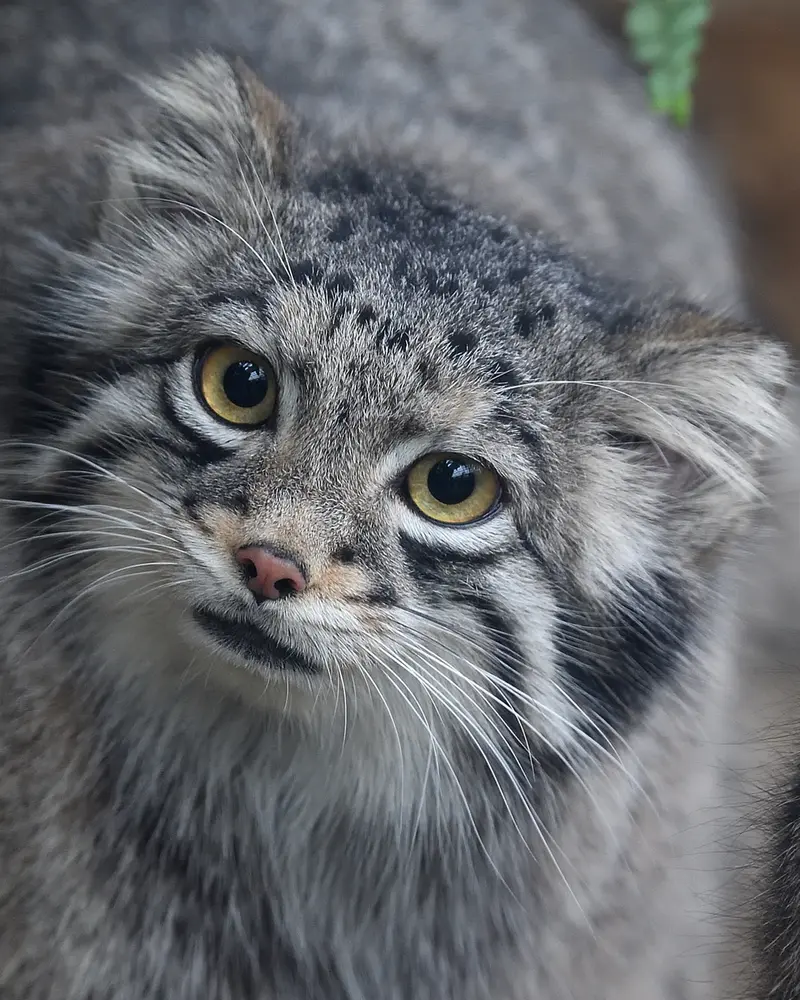 Фотография Ото в Царстве Животных Кобе