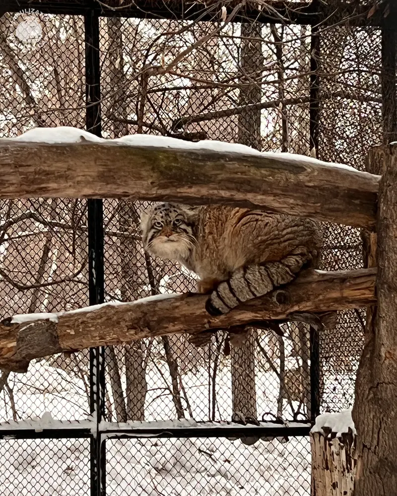 Классика: Жора на дереве! 😄