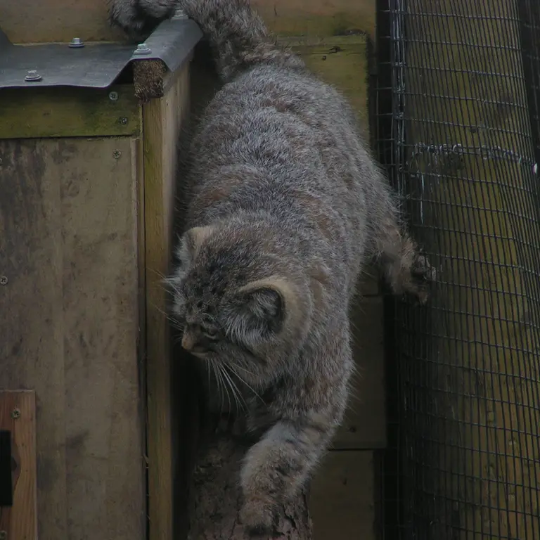 Фотография Алтая в Лэйклэнде Вайлдлайф Оазисе