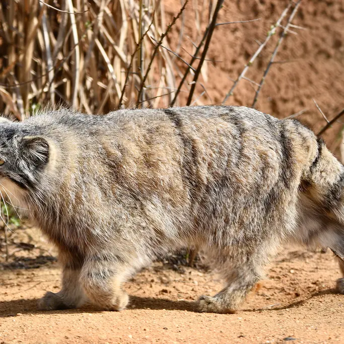 Фотография Принцессы в Пражском Зоопарке