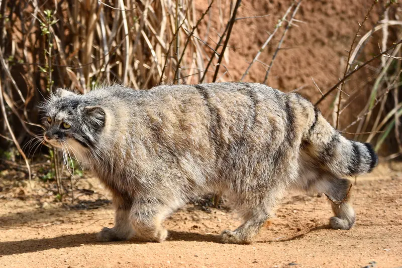 Фотография Принцессы в Пражском Зоопарке