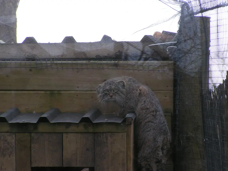 Фотография Алтая в Лэйклэнде Вайлдлайф Оазисе