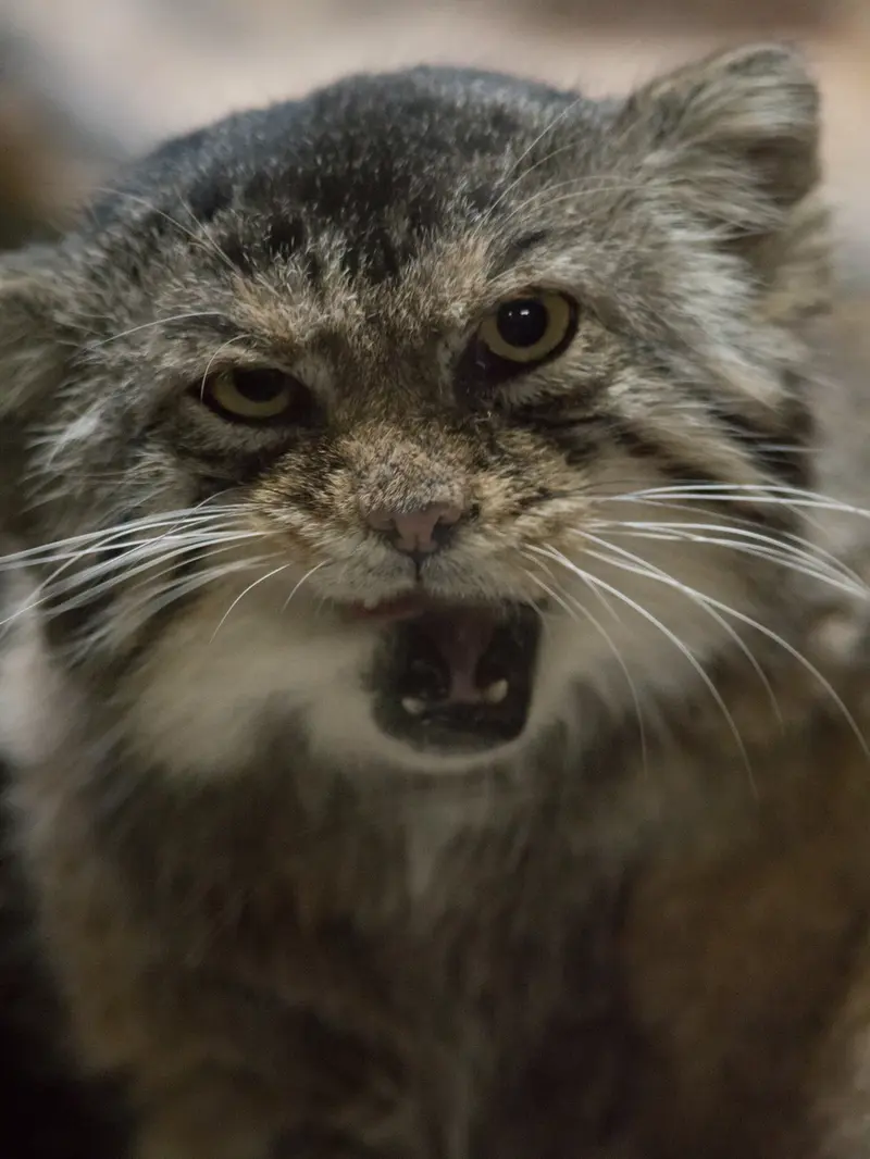 Фотография Примулы в Зоопарке Уено