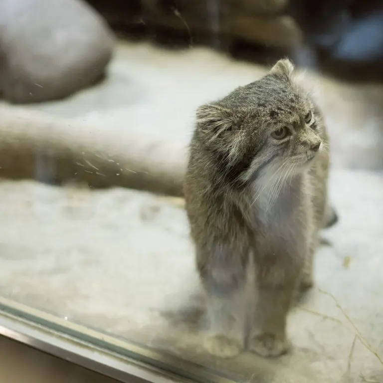 Фотография Клёна в Зоопарке Уено