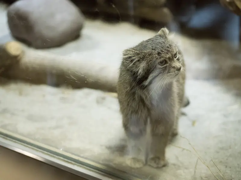 Фотография Клёна в Зоопарке Уено