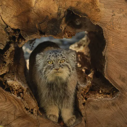 Фотография Мойры в Остравском Зоопарке