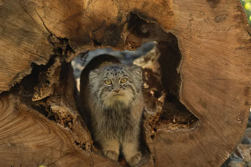 Фотография Мойры в Остравском Зоопарке