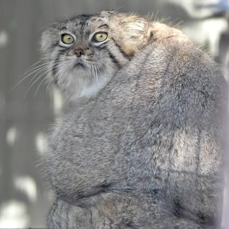 Фотография Льва в Зоопарке и ботаническом саде Хигашияма