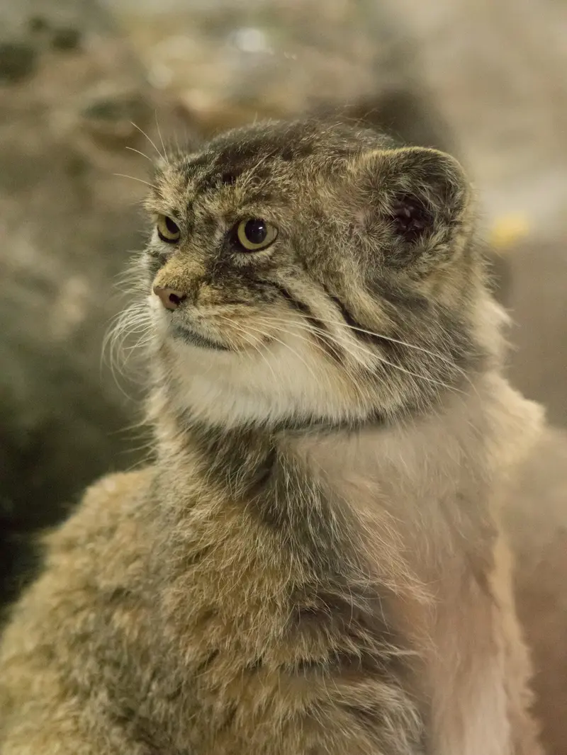 Фотография Примулы в Зоопарке Уено