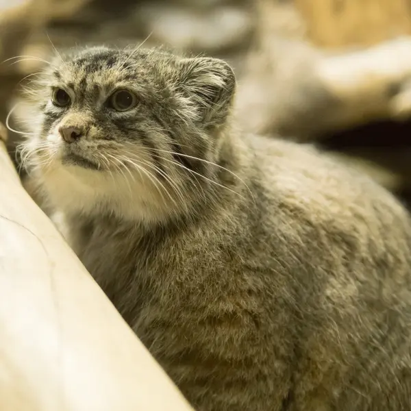 Фотография Примулы в Зоопарке Уено