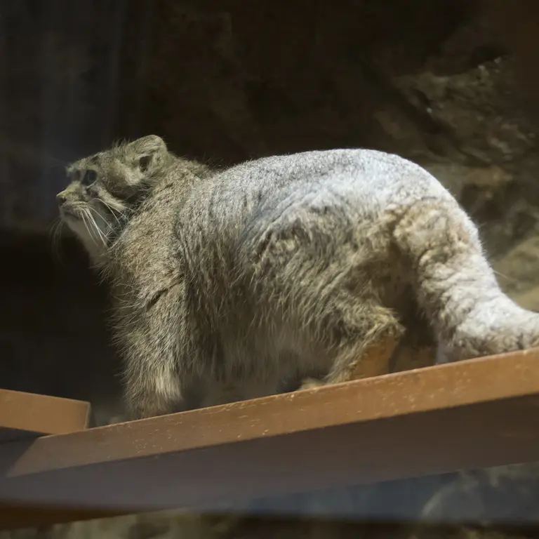 Фотография Клёна в Зоопарке Уено