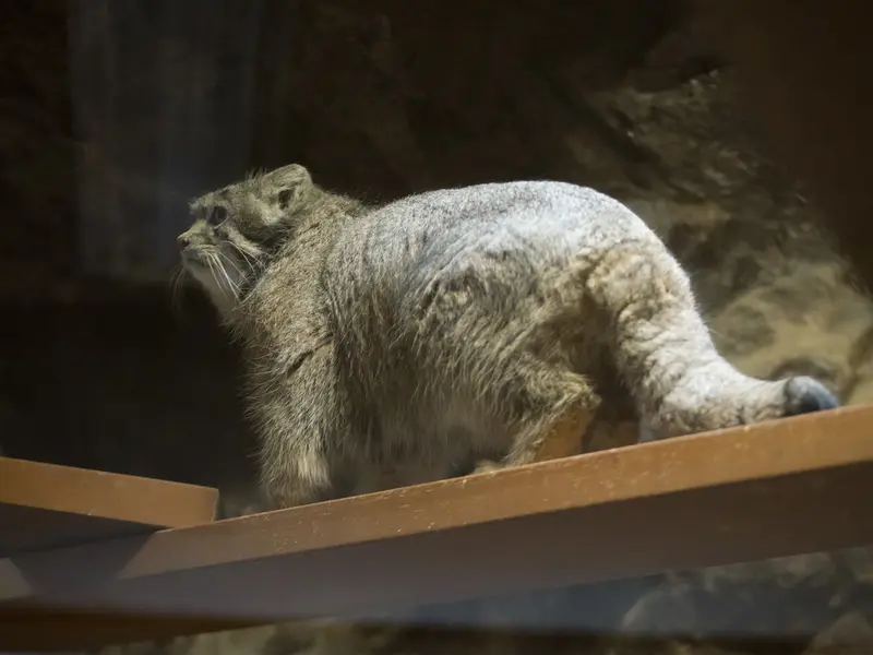 Фотография Клёна в Зоопарке Уено