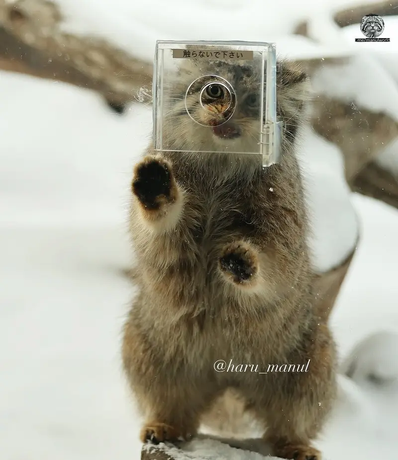 Фотография с манулом