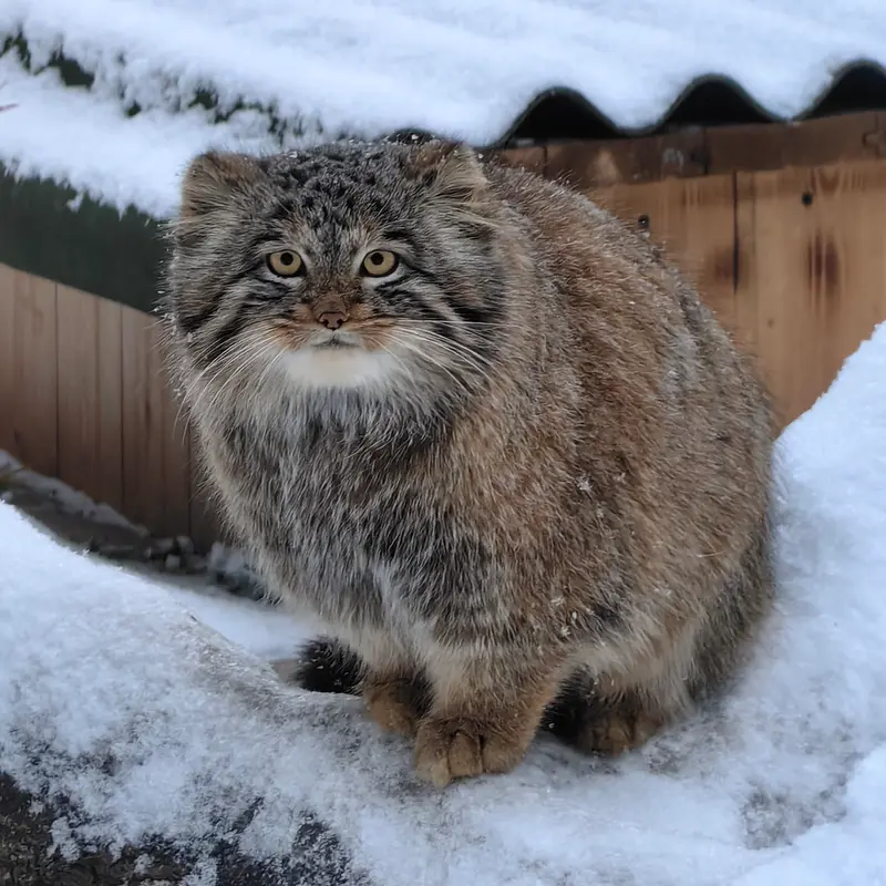 Фотография Сына Снежинки 2025 г.р. Ⅲ в Новосибирском Зоопарке