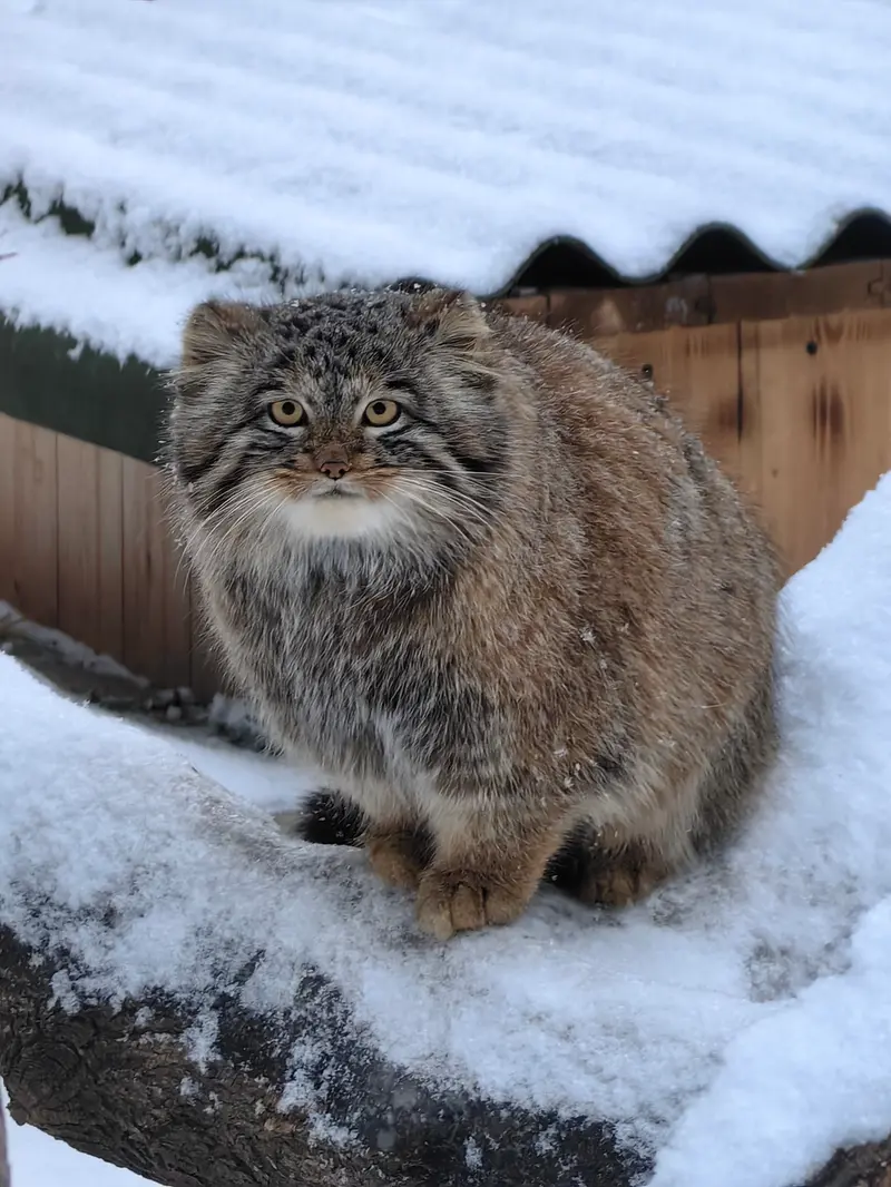 Фотография Сына Снежинки 2025 г.р. Ⅲ в Новосибирском Зоопарке