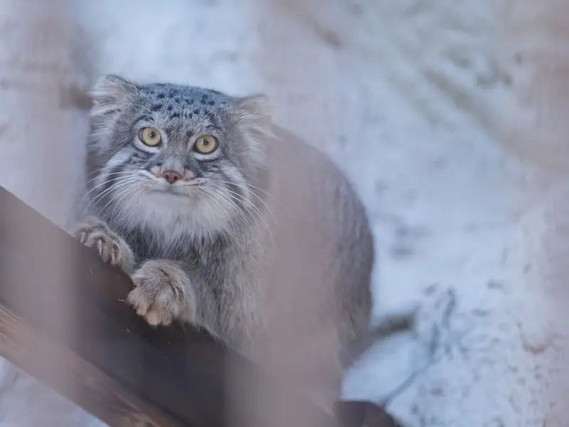 Фотография Фиги в Зоопарке Ногеяме