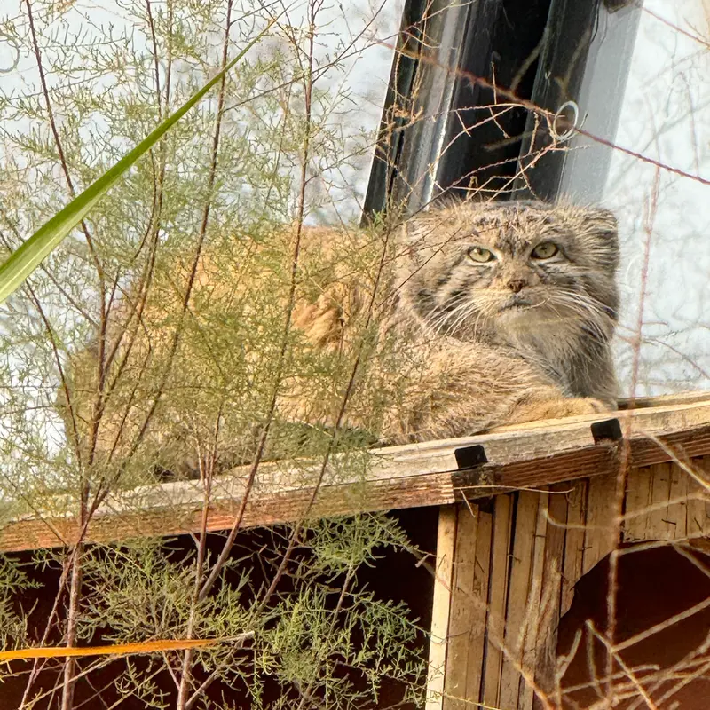 Фотография Спая в Пражском Зоопарке