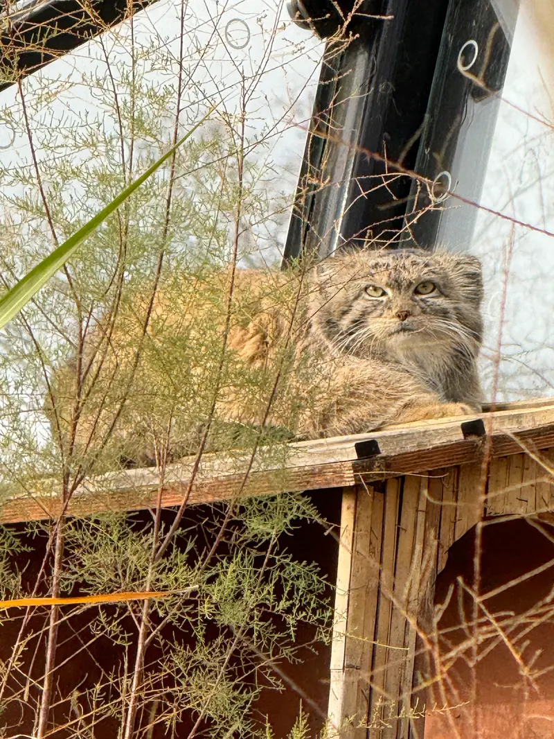 Фотография Спая в Пражском Зоопарке