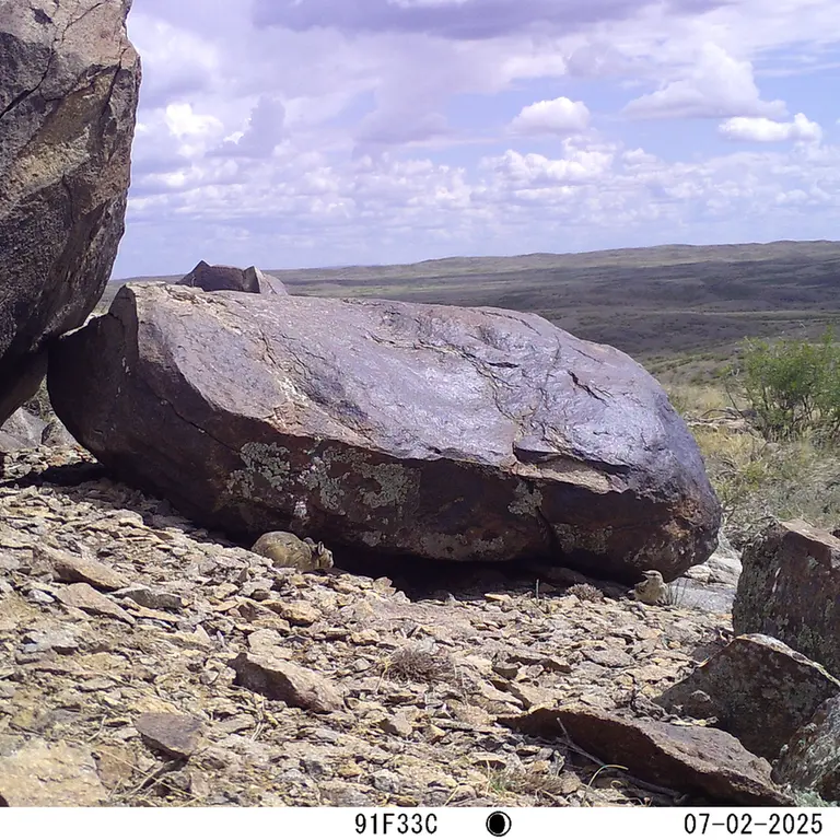 Фотография с манулом с фотоловушки Кошкар [новинка]