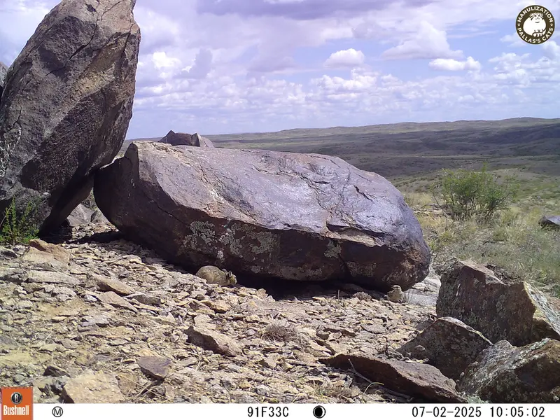 Фотография с манулом с фотоловушки Кошкар [новинка]