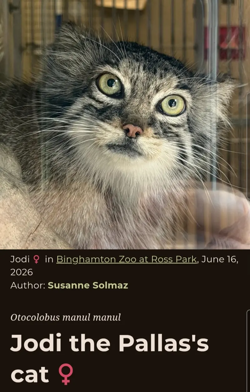 Фотография с манулом