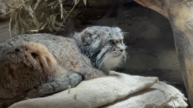 Фотография с манулом