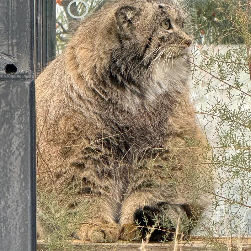 Фотография Спая в Пражском Зоопарке