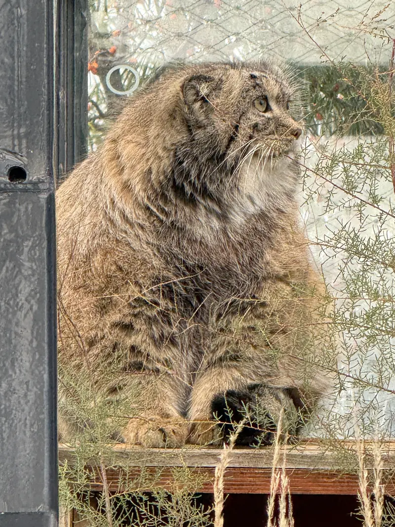 Фотография Спая в Пражском Зоопарке