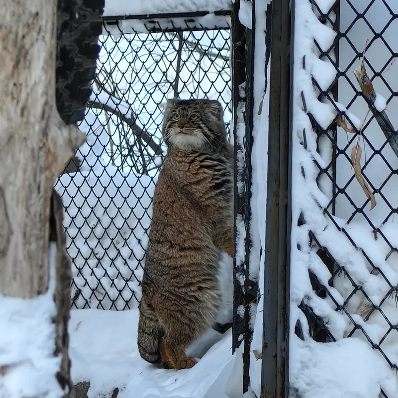 Фотография Ачи в Новосибирском Зоопарке