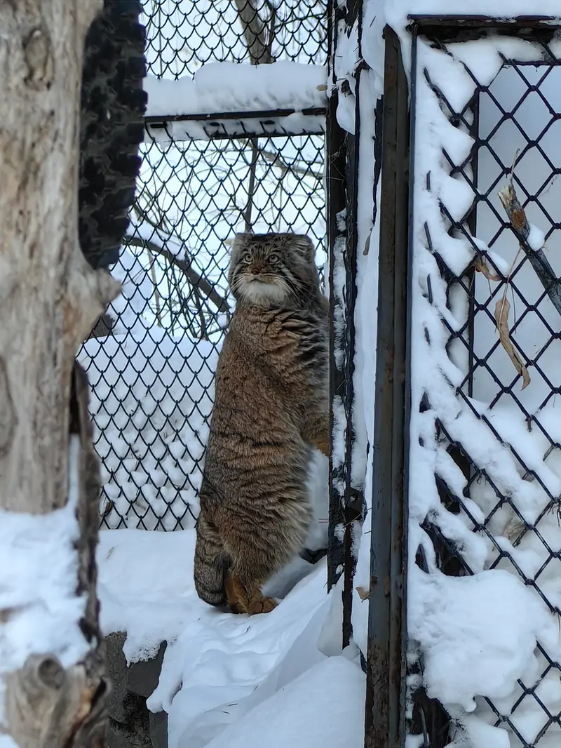 Фотография Ачи в Новосибирском Зоопарке