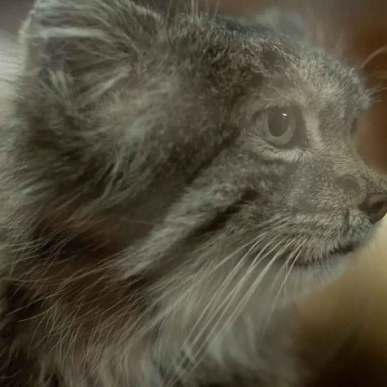 Фотография Клёна в Зоопарке Уено