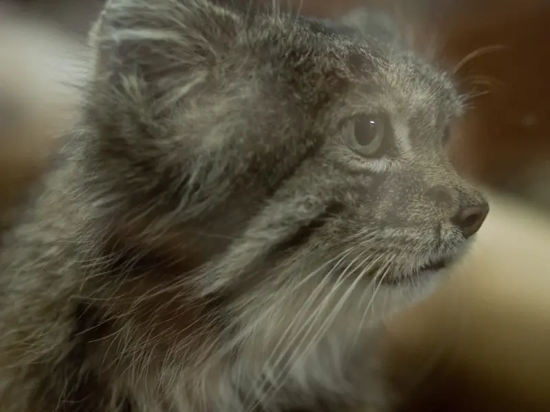 Фотография Клёна в Зоопарке Уено