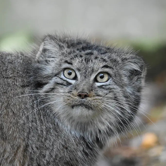 Фотография Беллы в Зоопарке Бэнхэм