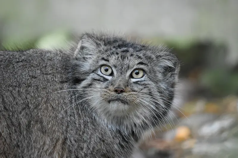 Фотография Беллы в Зоопарке Бэнхэм