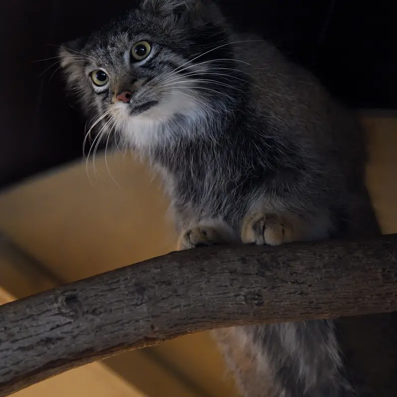 Фотография Ото в Детском зоопарке Сайтама