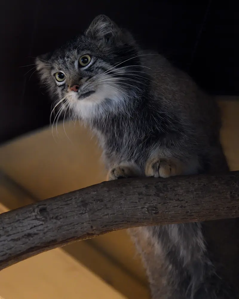 Фотография Ото в Детском зоопарке Сайтама