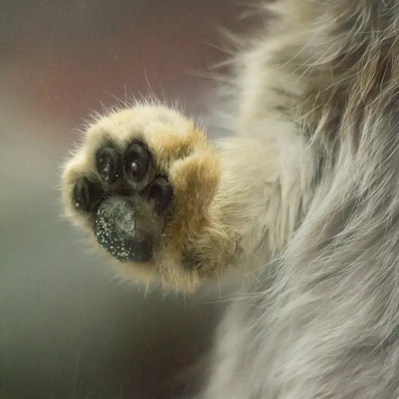 Фотография Примулы в Зоопарке Уено