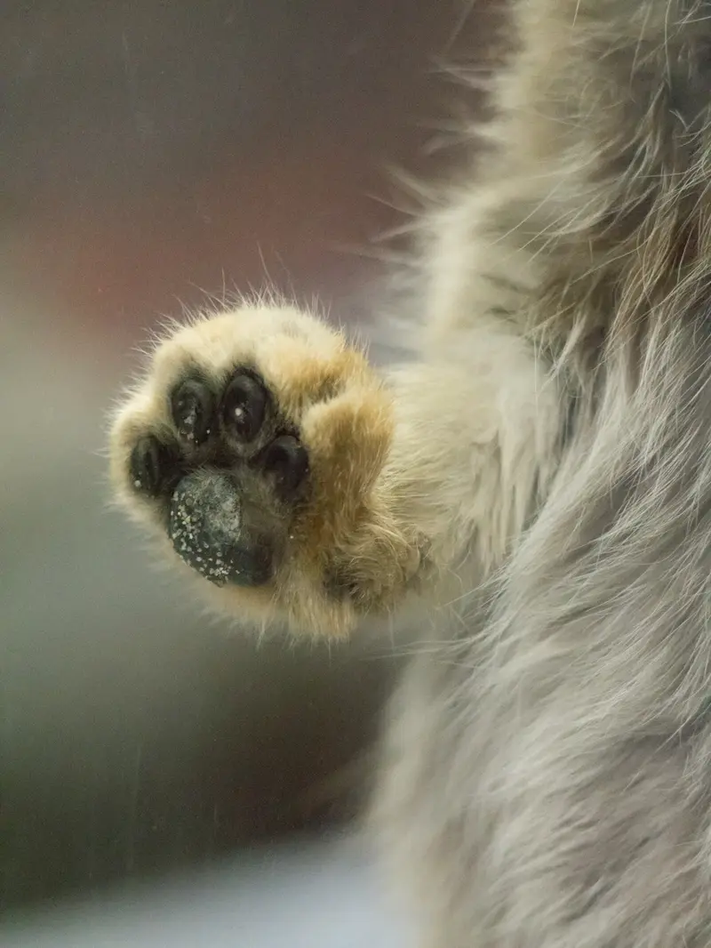 Фотография Примулы в Зоопарке Уено