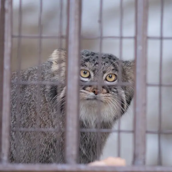 Фотография Фиги в Зоопарке Ногеяме