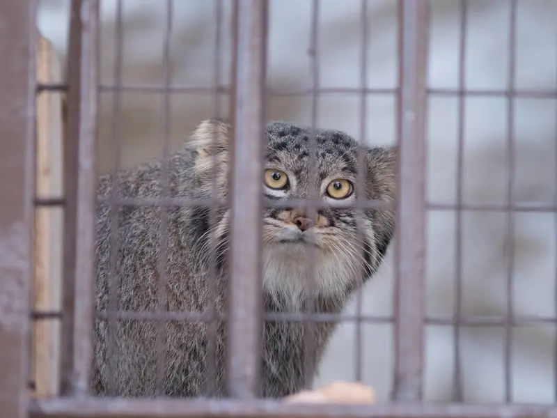 Фотография Фиги в Зоопарке Ногеяме