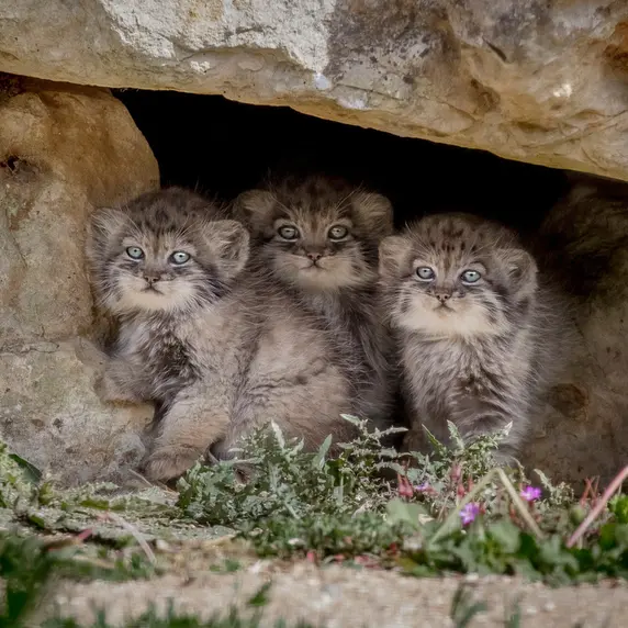 Фотография Бат-Эрдэнэ в Парке диких животных Порт-Лимпн