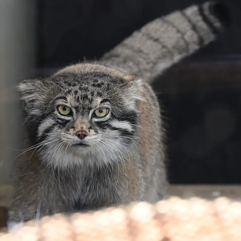 Фотография Ириса в Зоопарке Кобе Оджи
