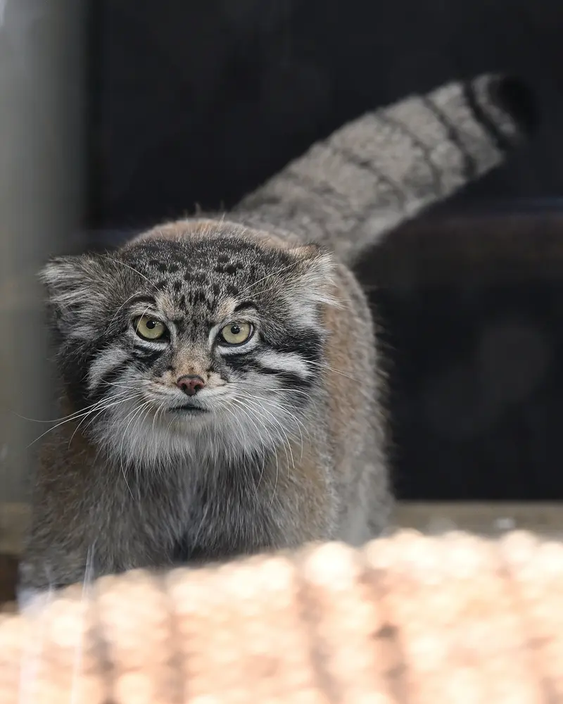 Фотография Ириса в Зоопарке Кобе Оджи
