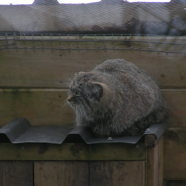 Фотография Алтая в Лэйклэнде Вайлдлайф Оазисе