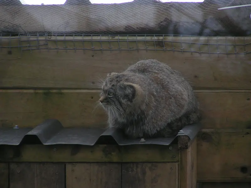 Фотография Алтая в Лэйклэнде Вайлдлайф Оазисе